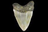 Fossil Megalodon Tooth - North Carolina #124956-2